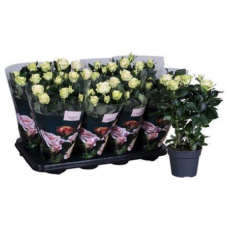 Горшечные цветы и растения оптом Rosa Patio Wit от 8шт из Голландии с доставкой по России