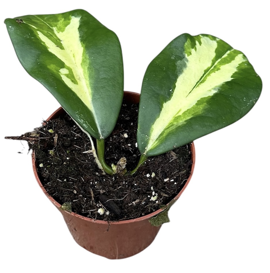 Горшечные цветы и растения оптом Hoya Diversifolia Maharani от 1шт (для телеги) из Голландии с доставкой по России