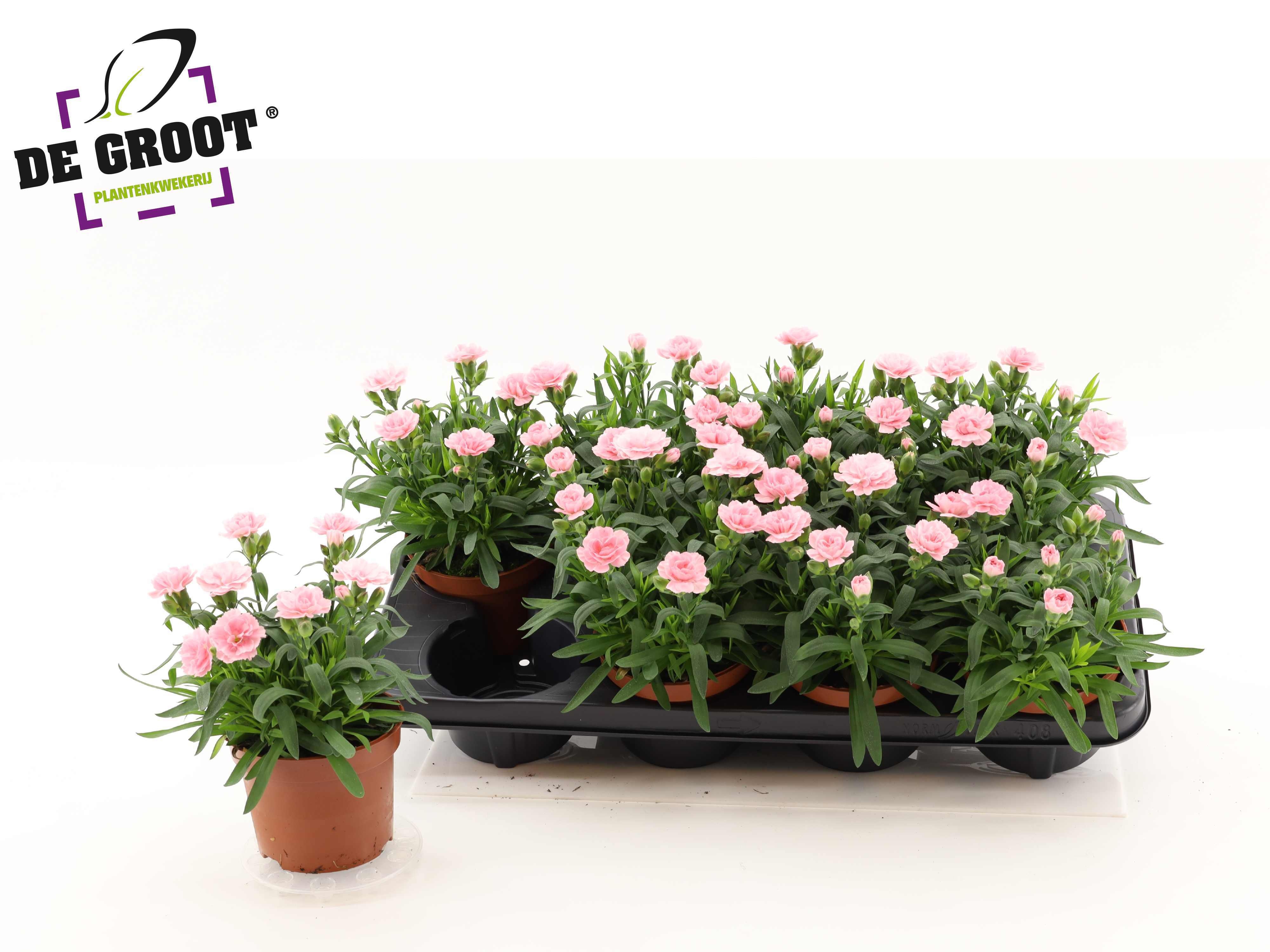 Горшечные цветы и растения оптом Dian Osc Pink от 8шт из Голландии с доставкой по России