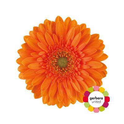 Срезанные цветы оптом Germini diamond cuby от 20шт из Голландии с доставкой по России