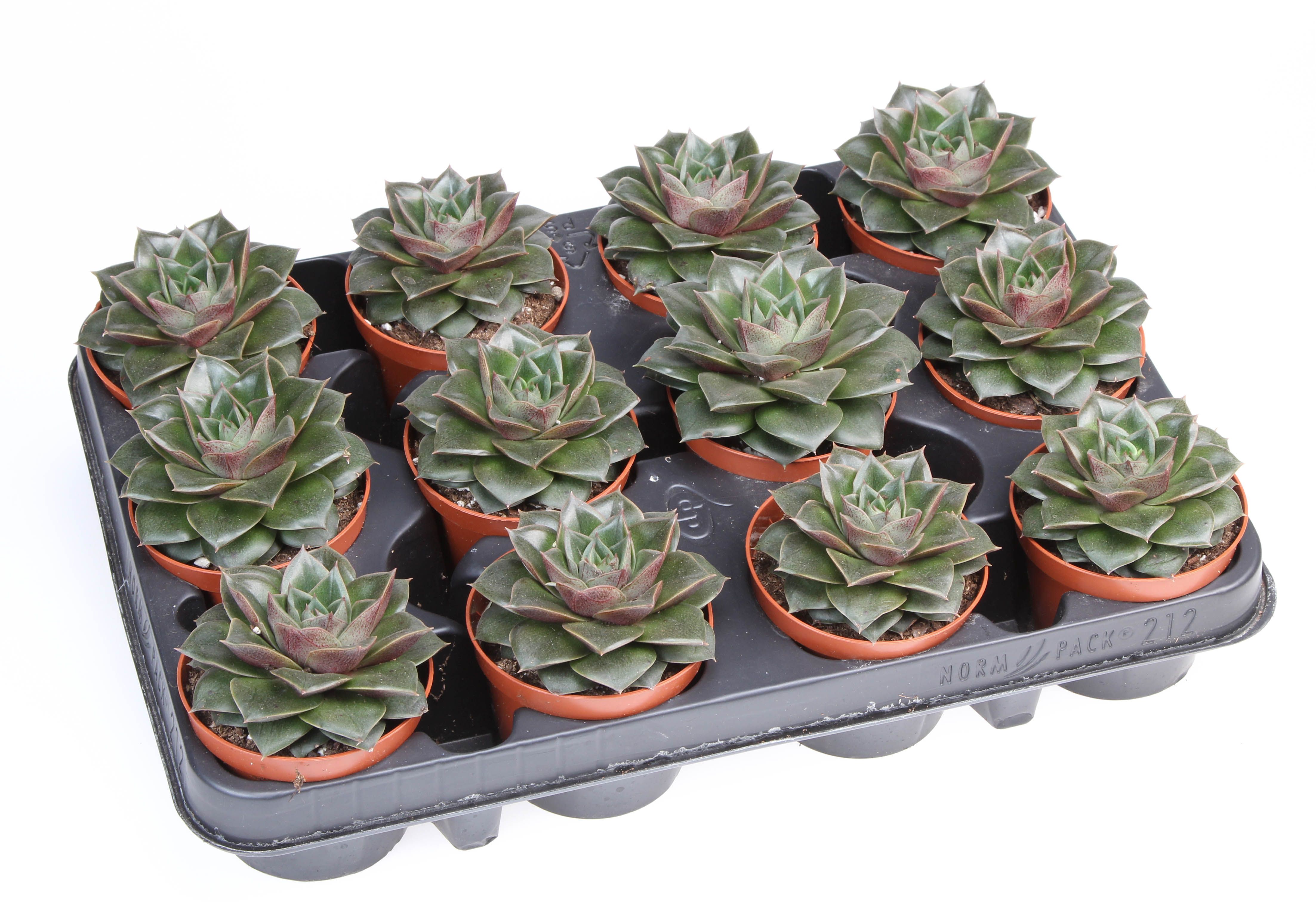 Горшечные цветы и растения оптом Echeveria Purper Shining Bright от 12шт (для телеги) из Голландии с доставкой по России