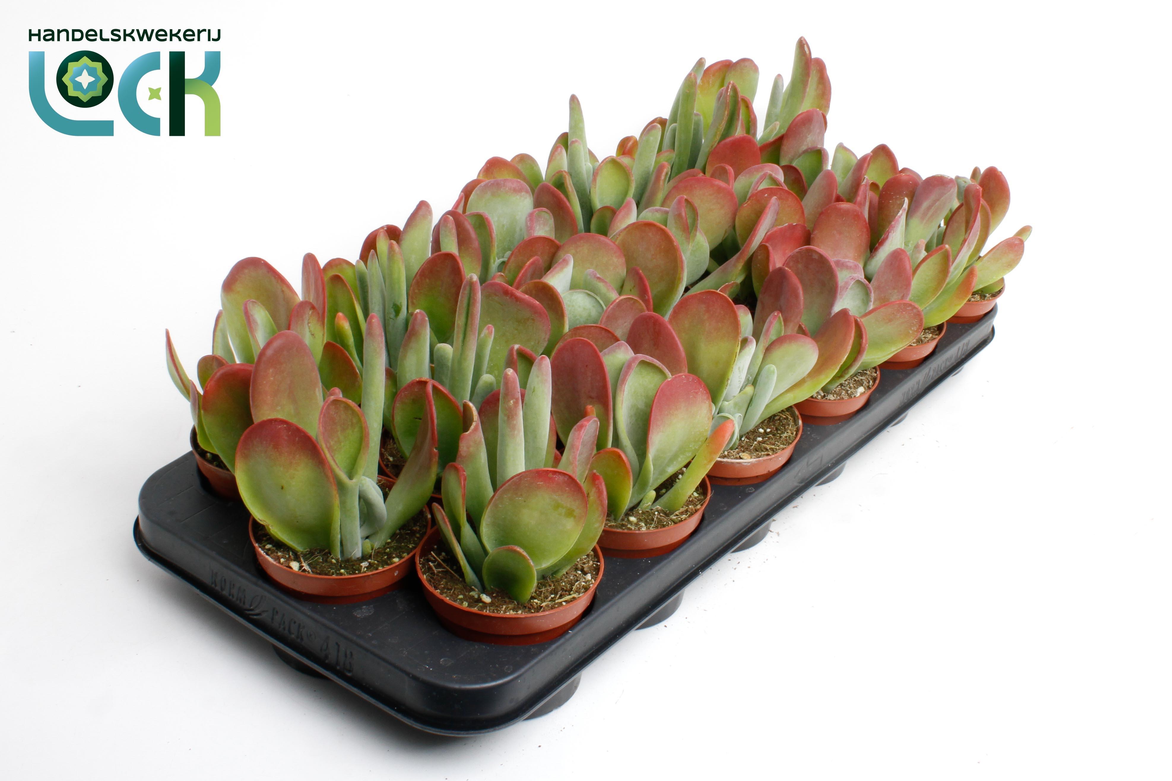 Горшечные цветы и растения оптом Kalanchoe Oricula от 12шт (для телеги) из Голландии с доставкой по России