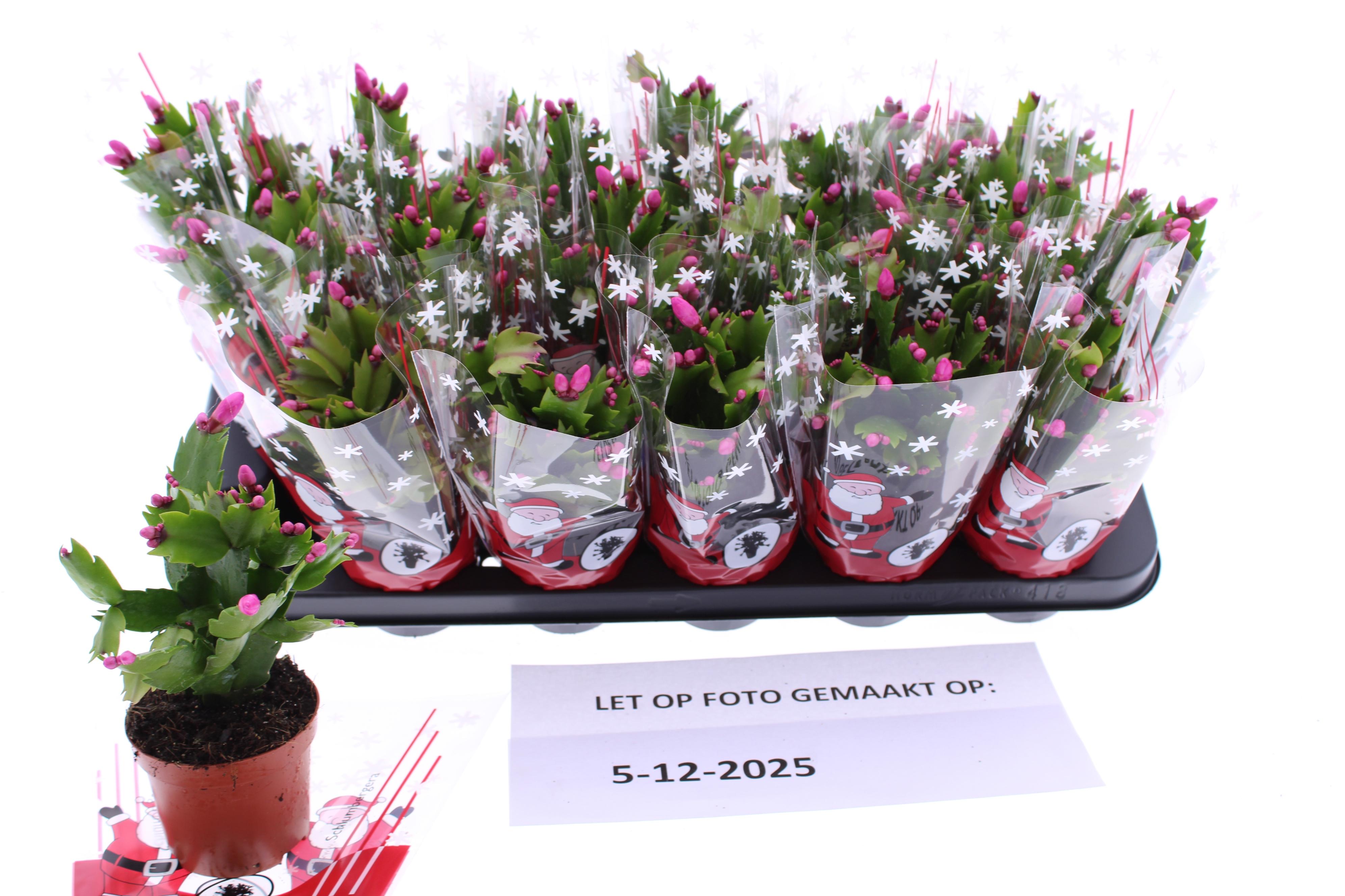 Горшечные цветы и растения оптом Schlumb Ov от 18шт (для телеги) из Голландии с доставкой по России