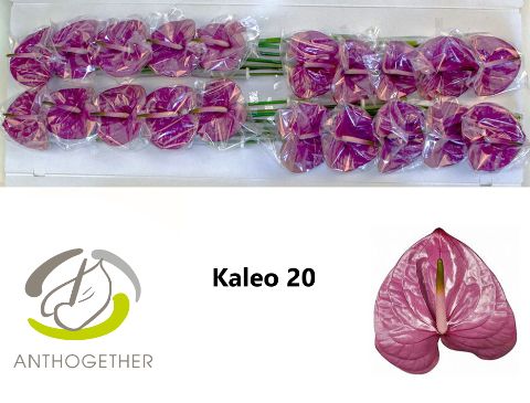 Срезанные цветы оптом Anthurium kaleo от 20шт из Голландии с доставкой по России