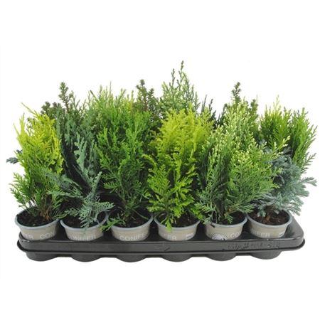 Горшечные цветы и растения оптом Coniferen Mix от 18шт (для телеги) из Голландии с доставкой по России Горшечные цветы и растения оптом Coniferen Mix от 18шт (для телеги) из Голландии с доставкой по России