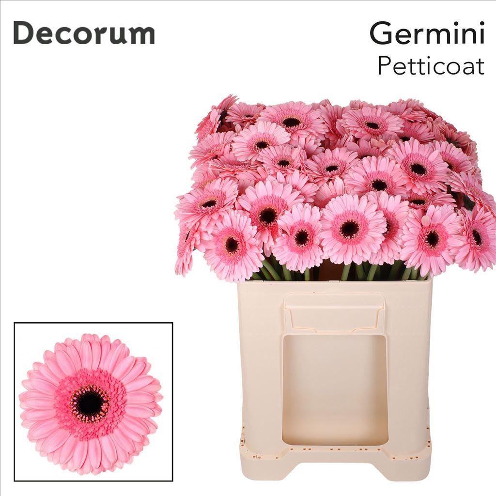 Срезанные цветы оптом Germini petticoat от 80шт из Голландии с доставкой по России