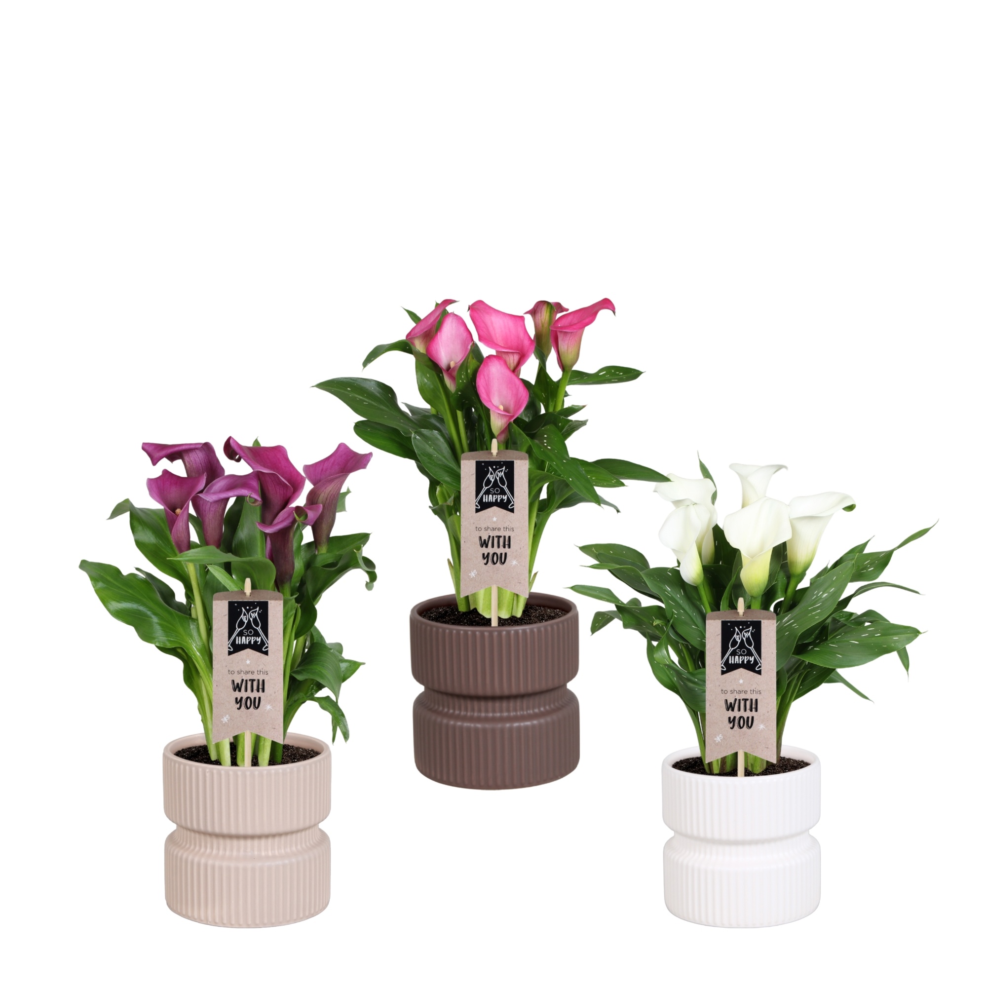 Горшечные цветы и растения оптом Zant Gem 4-5 ++ In Keramiek Pot от 6шт из Голландии с доставкой по России