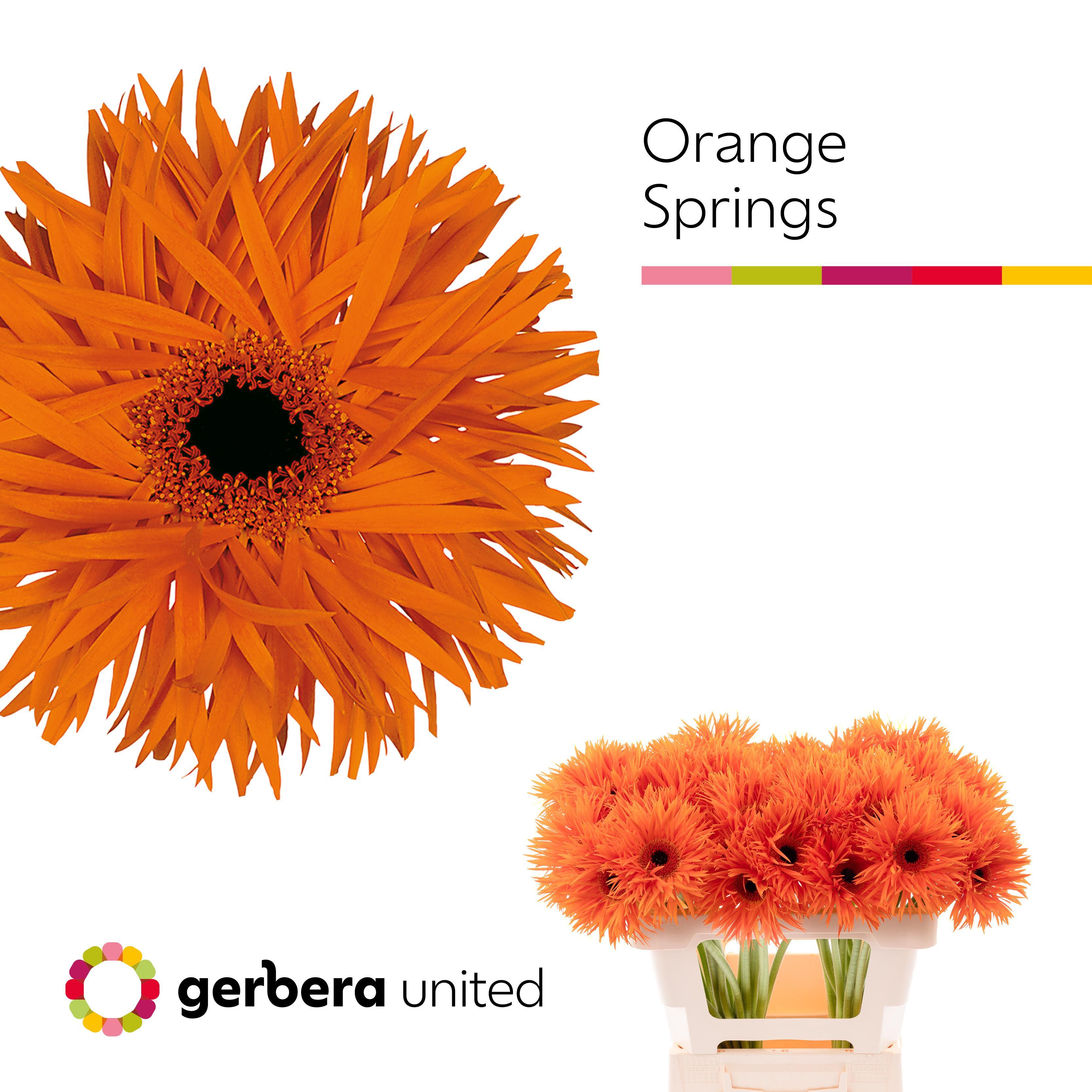 Срезанные цветы оптом Gerbera orange springs от 50шт. из Голландии с доставкой по России
