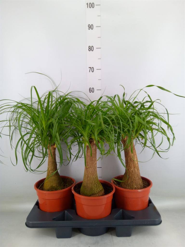 Горшечные цветы и растения оптом Beaucarnea Recurvata от 3шт из Голландии с доставкой по России