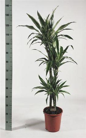 Горшечные цветы и растения оптом Dra De Warneckei 90-60-30 Cm от 1шт из Голландии с доставкой по России