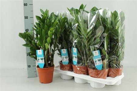 Горшечные цветы и растения оптом Zamioculcas 8+ от 7шт из Голландии с доставкой по России