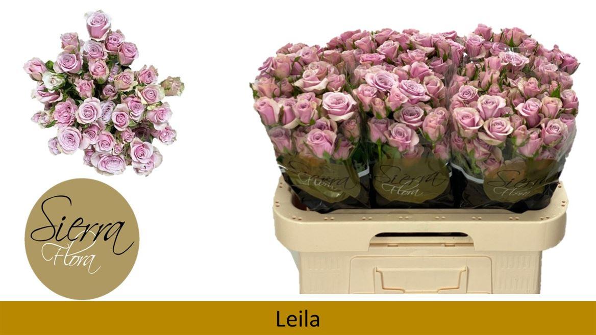 Срезанные цветы оптом Rosa spray leila от 50шт из Голландии с доставкой по России