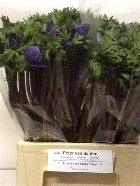 Срезанные цветы оптом Anemone marianne blue от 100шт из Голландии с доставкой по России