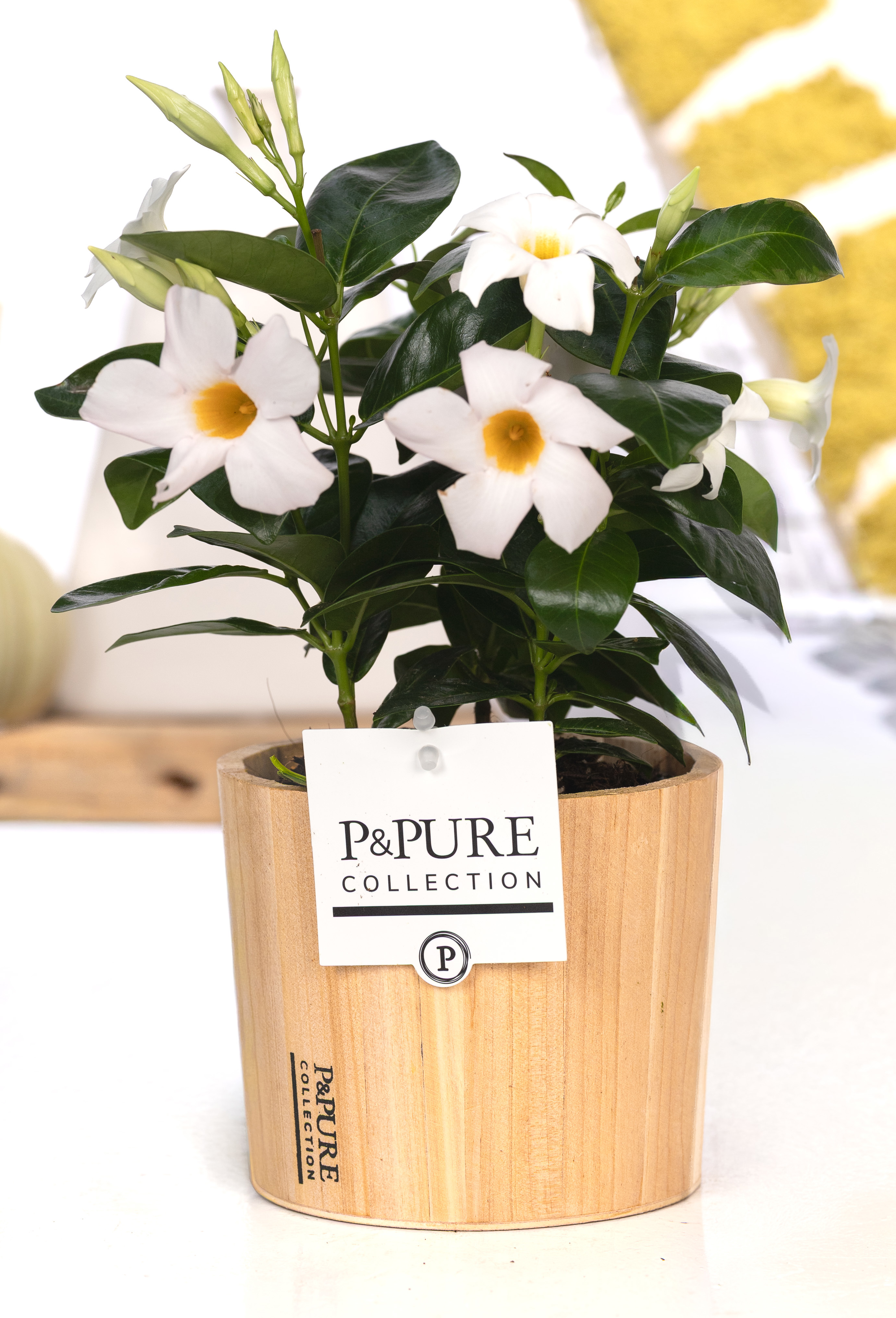Горшечные цветы и растения оптом Mandeville Wit In Wood Pot Ppure от 5шт из Голландии с доставкой по России