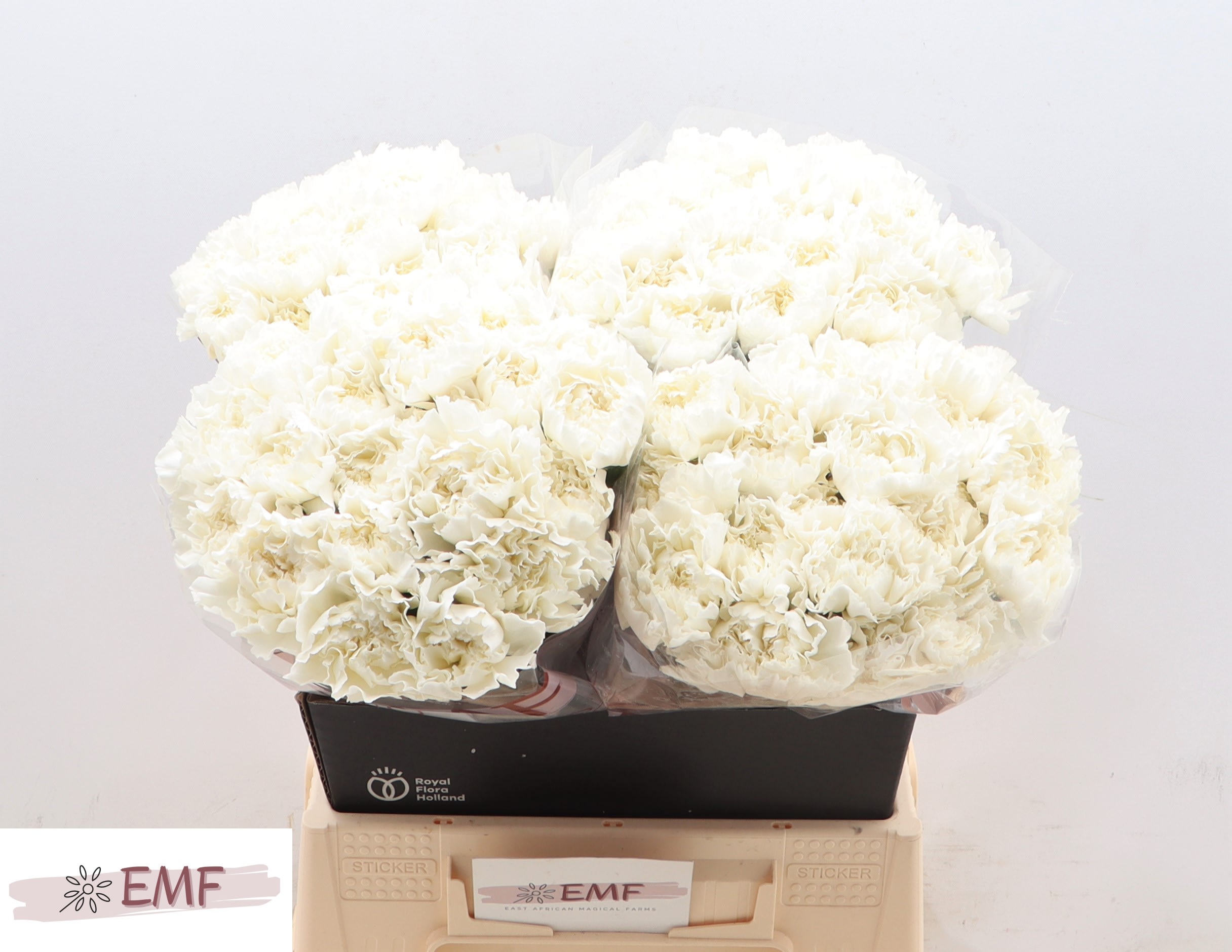 Срезанные цветы оптом Dianthus st mont blanc от 80шт из Голландии с доставкой по России