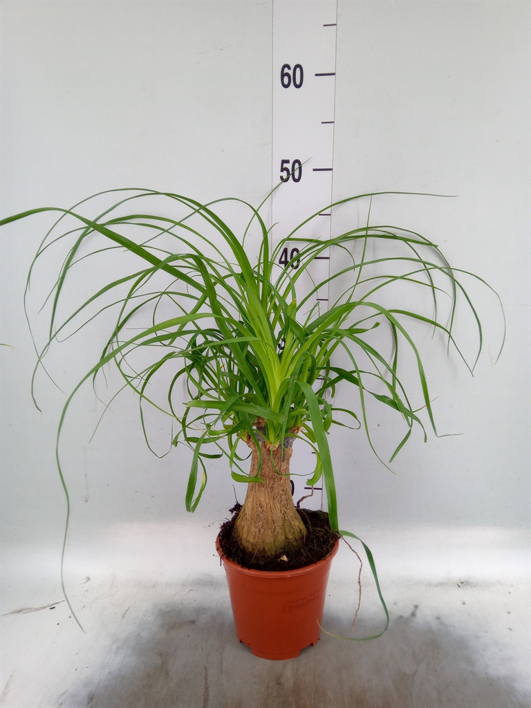 Горшечные цветы и растения оптом Beaucarnea Recurvata от 8шт из Голландии с доставкой по России