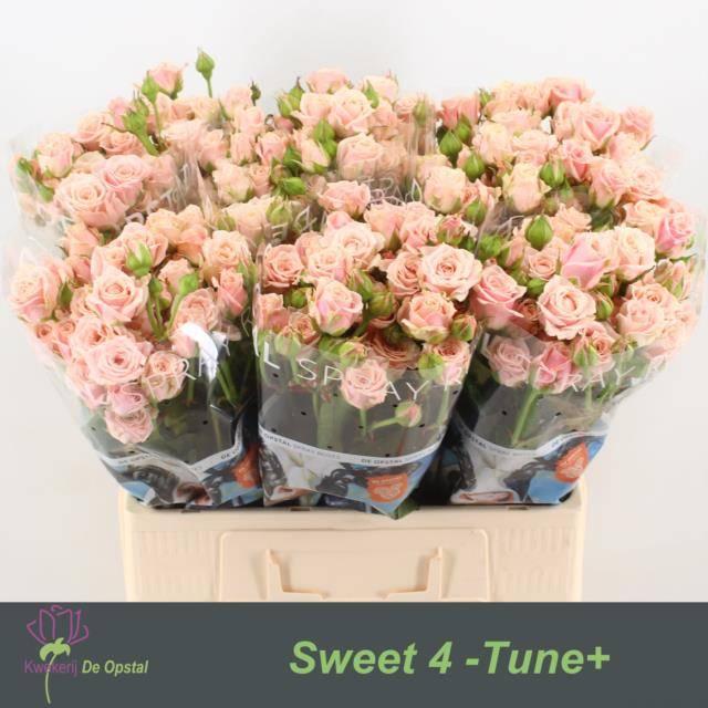 Срезанные цветы оптом Rosa spray sweet 4 tune от 60шт из Голландии с доставкой по России