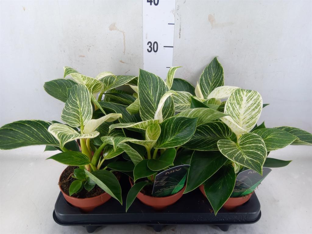Горшечные цветы и растения оптом Philodendron Black Cardinal от 6шт из Голландии с доставкой по России