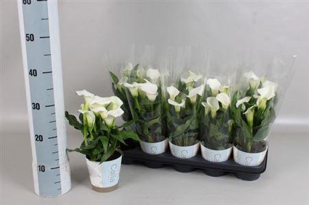 Горшечные цветы и растения оптом Zant Capt Fresco 5+ от 10шт из Голландии с доставкой по России