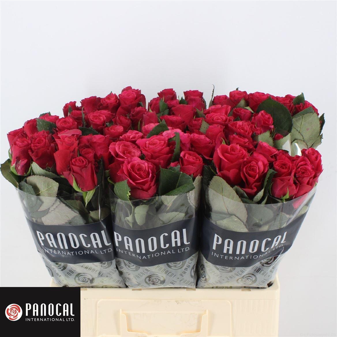 Срезанные цветы оптом Rosa large tacazzi+ от 300шт. из Голландии с доставкой по России