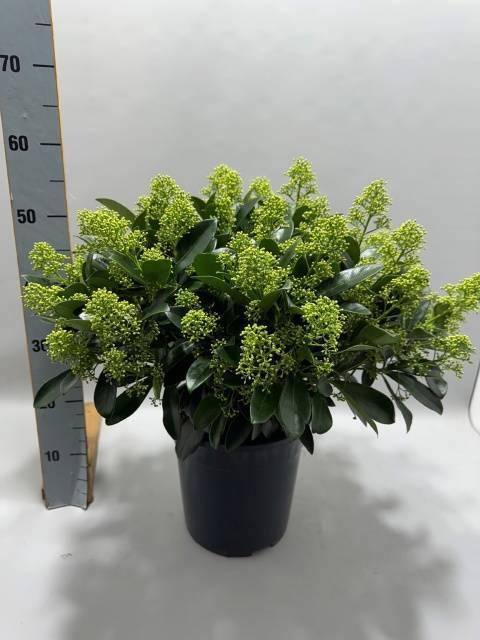 Горшечные цветы и растения оптом Skim J Finchy P24 от 1шт из Голландии с доставкой по России