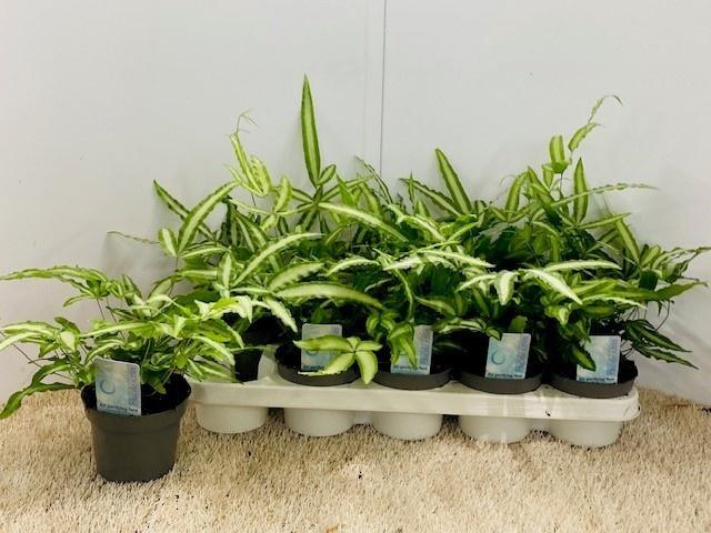 Горшечные цветы и растения оптом Pteris Albolineata от 10шт из Голландии с доставкой по России