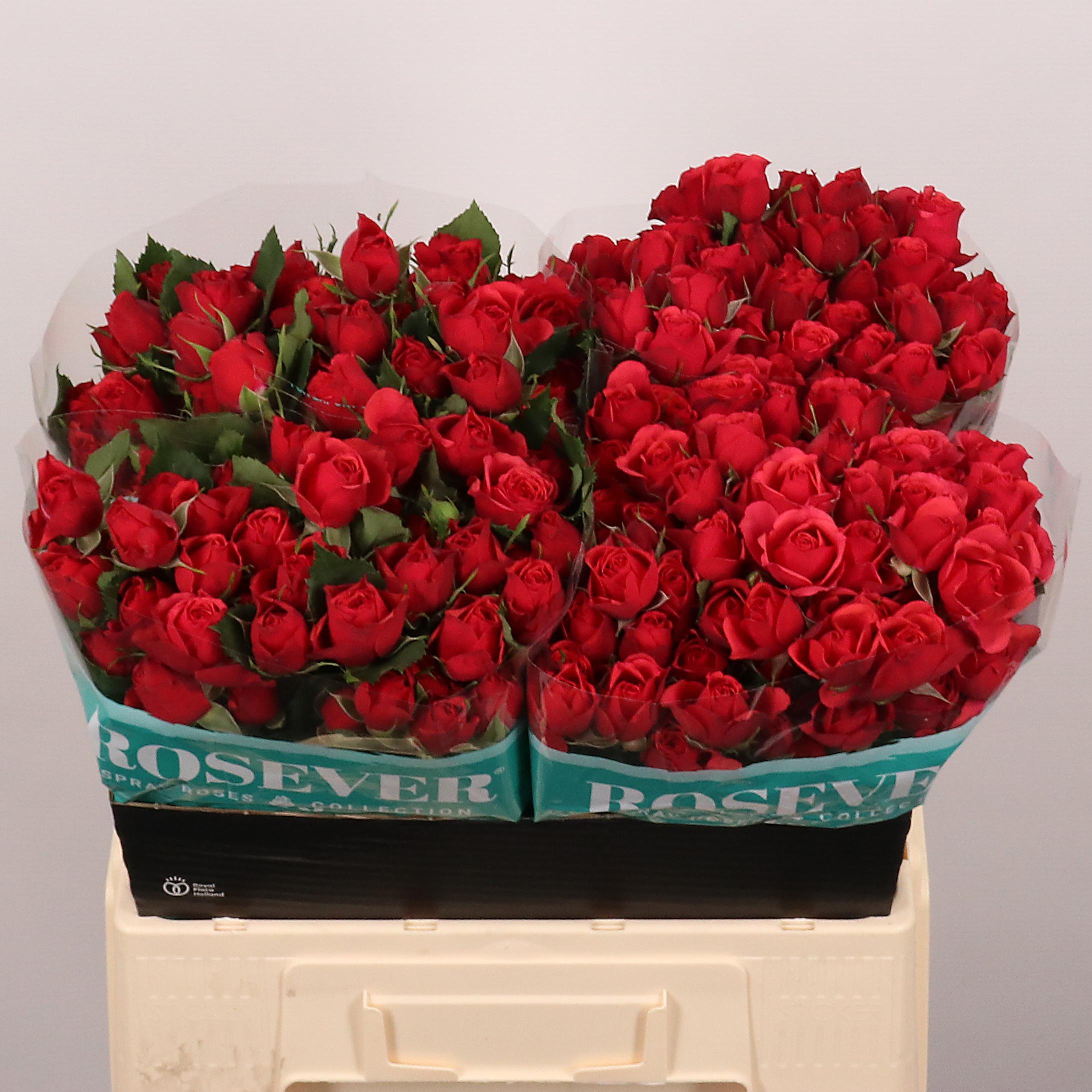 Срезанные цветы оптом Rosa spray english rosever от 30шт из Голландии с доставкой по России