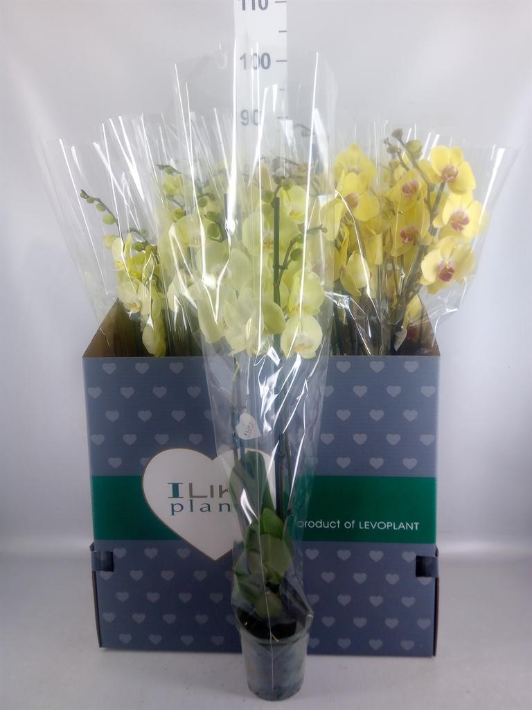 Горшечные цветы и растения оптом Phalaenopsis ...yellow от 12шт из Голландии с доставкой по России