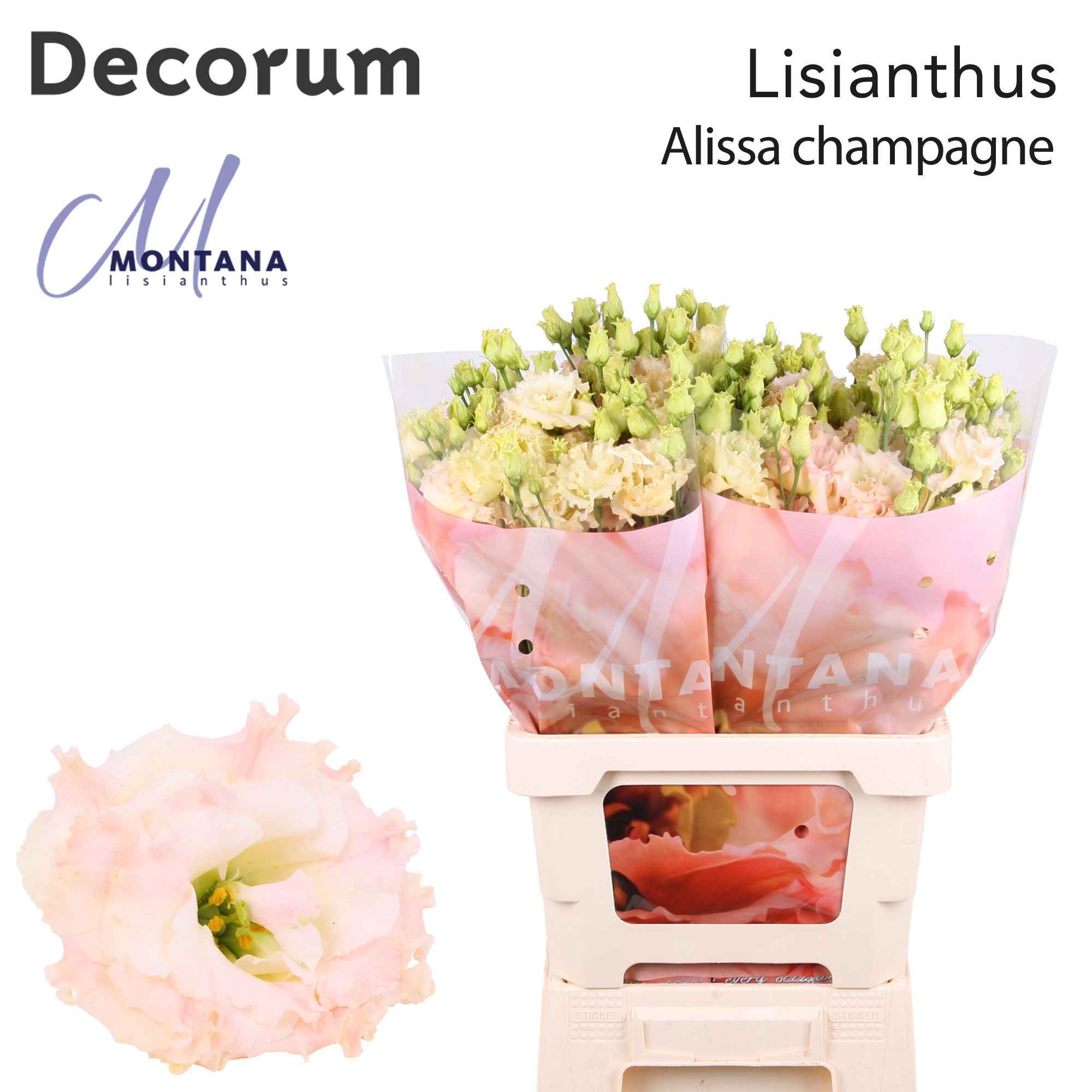 Срезанные цветы оптом Lisianthus do alissa champagne от 20шт из Голландии с доставкой по России