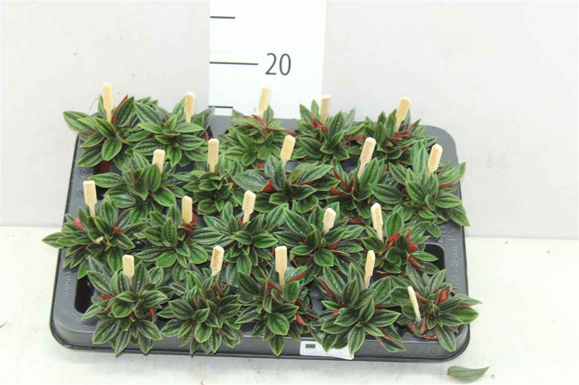Горшечные цветы и растения оптом Peperomia Rosso от 20шт из Голландии с доставкой по России