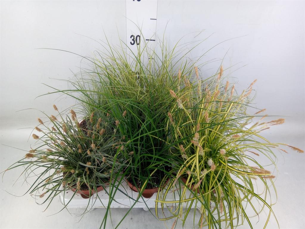 Горшечные цветы и растения оптом Carex   ...mix от 6шт из Голландии с доставкой по России