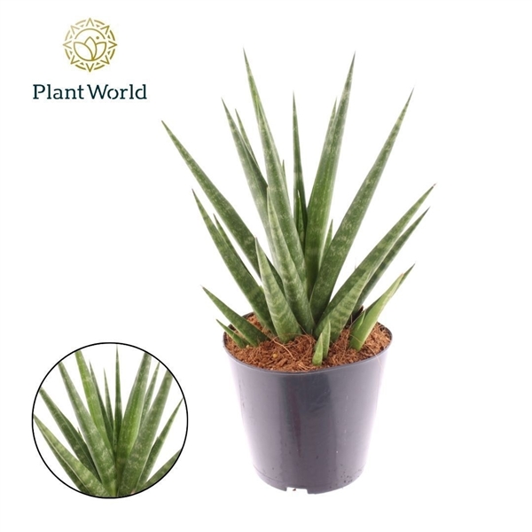 Горшечные цветы и растения оптом Sansevieria Blue Dancing от 6шт из Голландии с доставкой по России