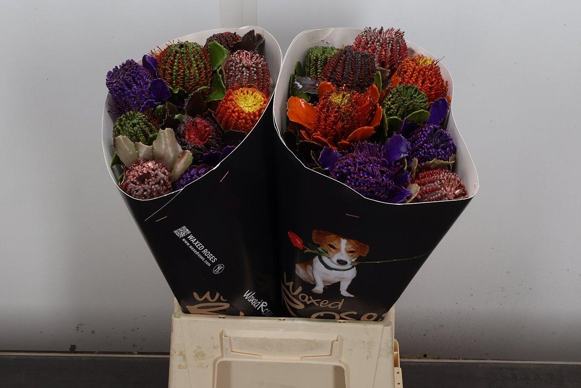 Срезанные цветы оптом Banksia wax mix rainbow от 20шт из Голландии с доставкой по России