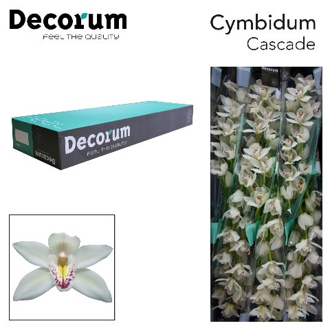 Срезанные цветы оптом Cymbidium white cascade от 6шт... из Голландии с доставкой по России