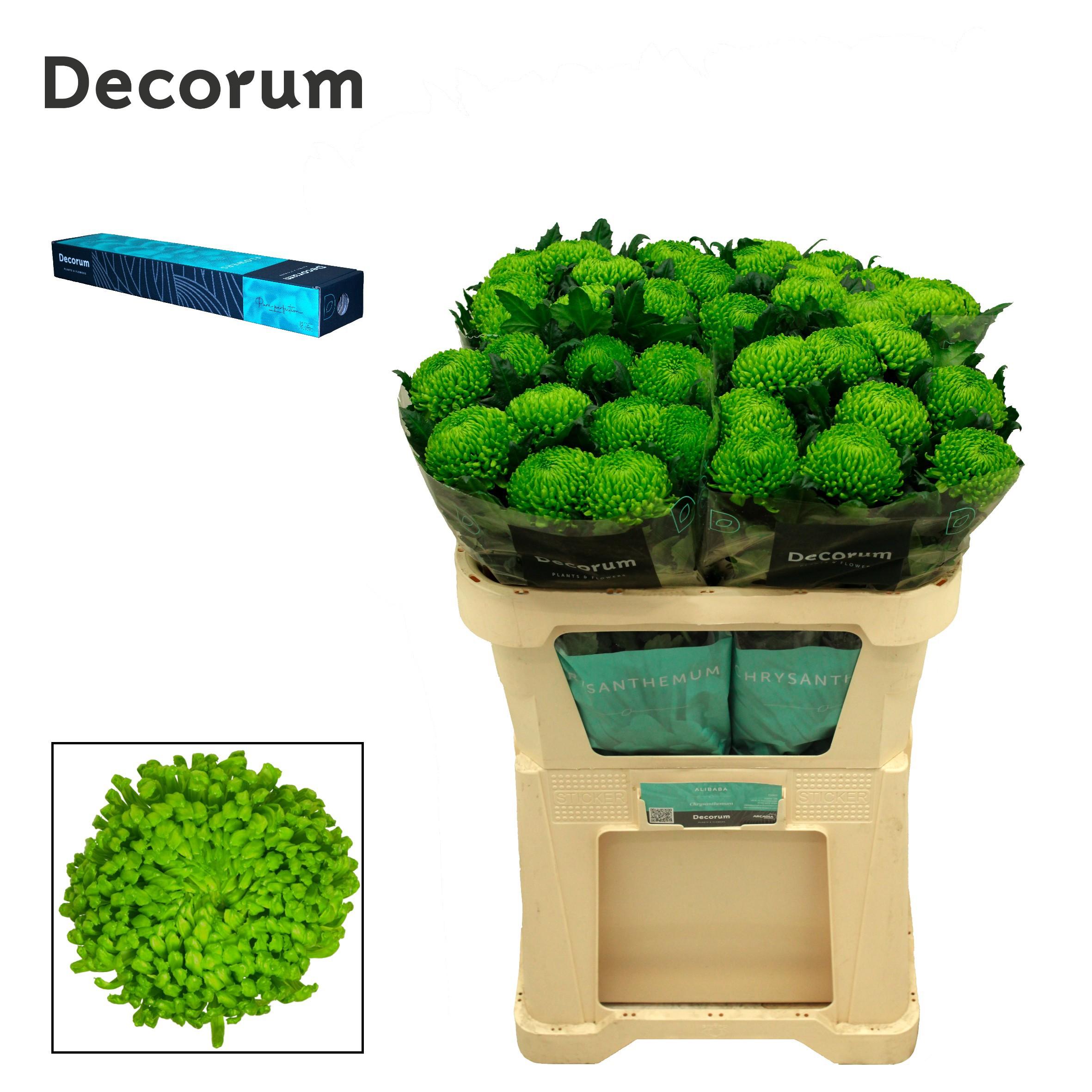 Срезанные цветы оптом Chrys bl alemani от 20шт из Голландии с доставкой по России