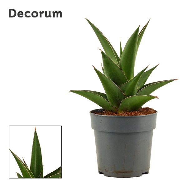 Горшечные цветы и растения оптом Sansevieria Abbey Crown (decorum) от 10шт из Голландии с доставкой по России