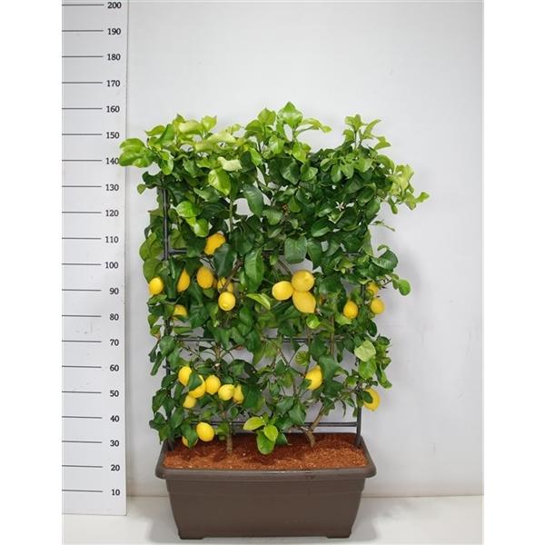 Горшечные цветы и растения оптом Citrus Limonium Volkameriana On Reck от 1шт (для телеги) из Голландии с доставкой по России