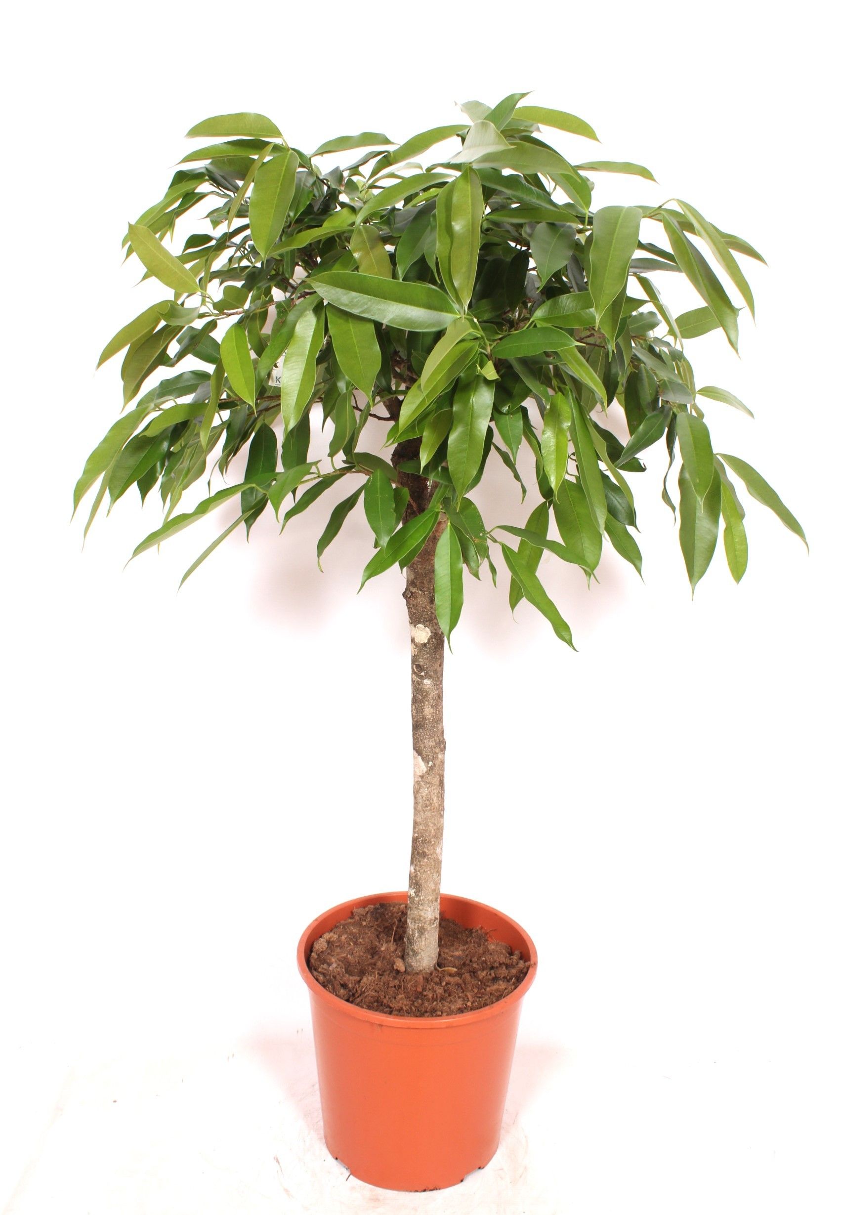 Горшечные цветы и растения оптом Ficus Bin Amstel King On Stem от 1шт из Голландии с доставкой по России