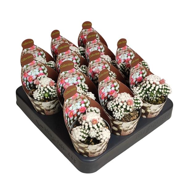 Горшечные цветы и растения оптом Mammillaria Gracilis Oruga Potcover от 12шт (для телеги) из Голландии с доставкой по России