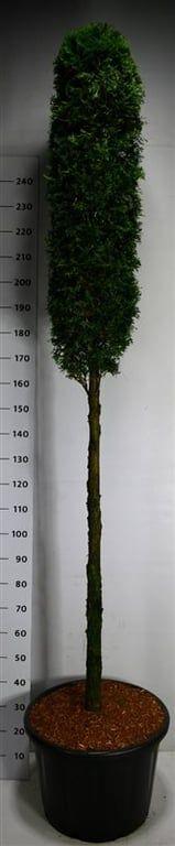 Горшечные цветы и растения оптом Thuja Occ. smaragd от 1шт из Голландии с доставкой по России