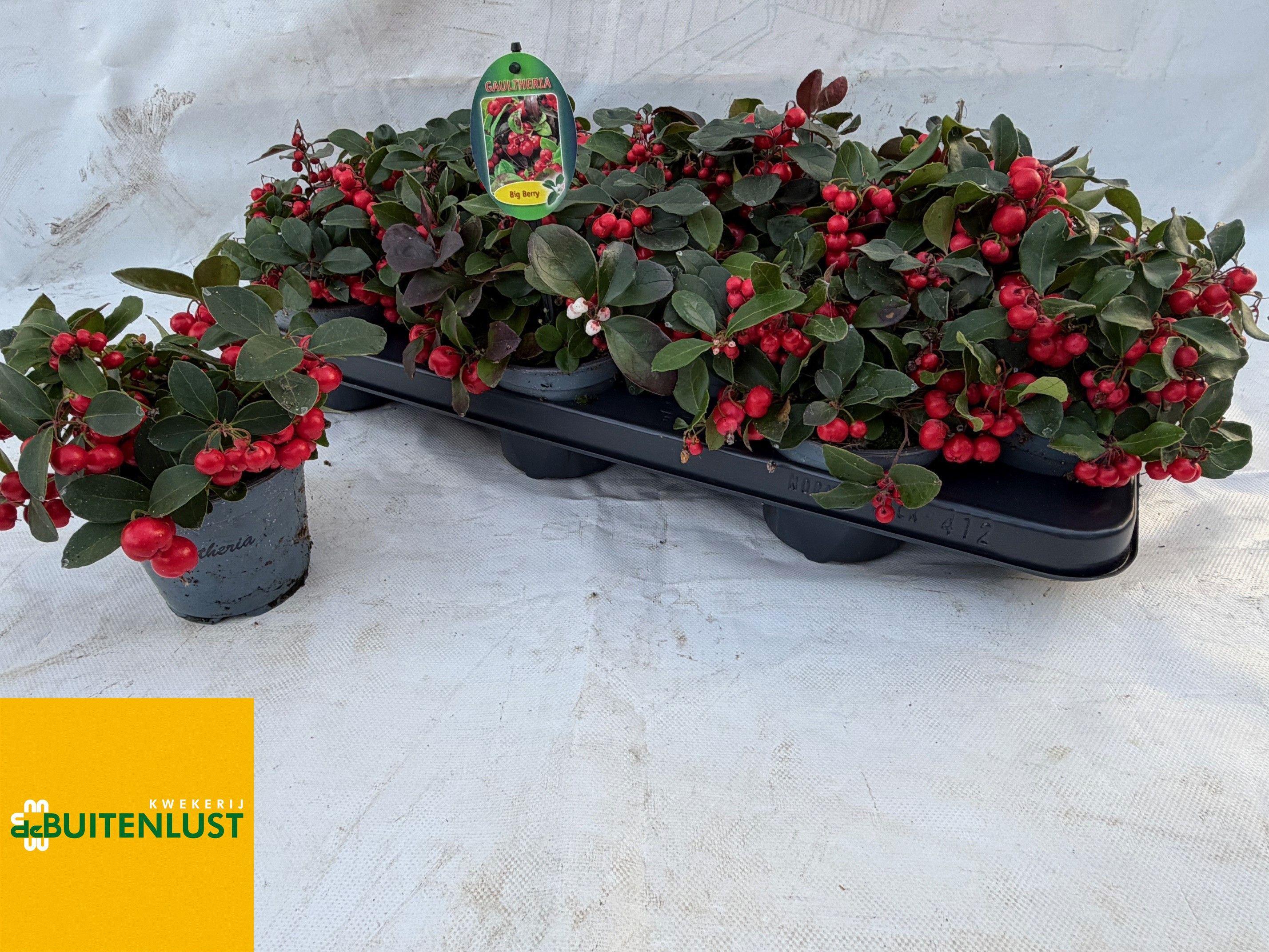 Горшечные цветы и растения оптом Gaulth Pr Big Berry от 12шт из Голландии с доставкой по России