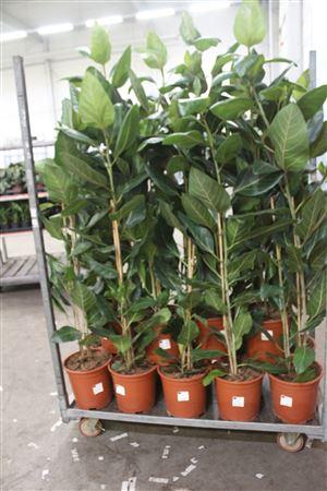 Горшечные цветы и растения оптом Ficus Ov от 1шт из Голландии с доставкой по России