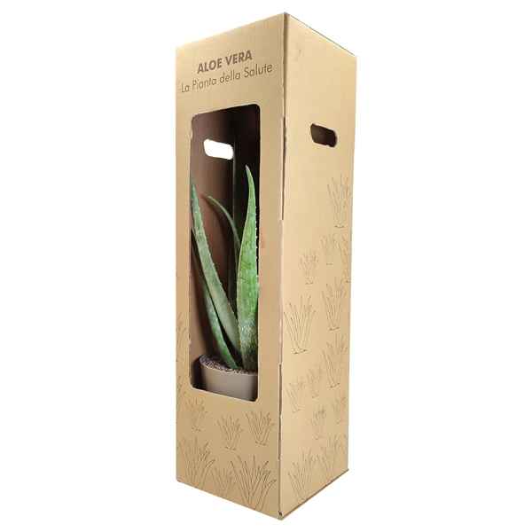Горшечные цветы и растения оптом Aloe Vera In Box от 1шт из Голландии с доставкой по России