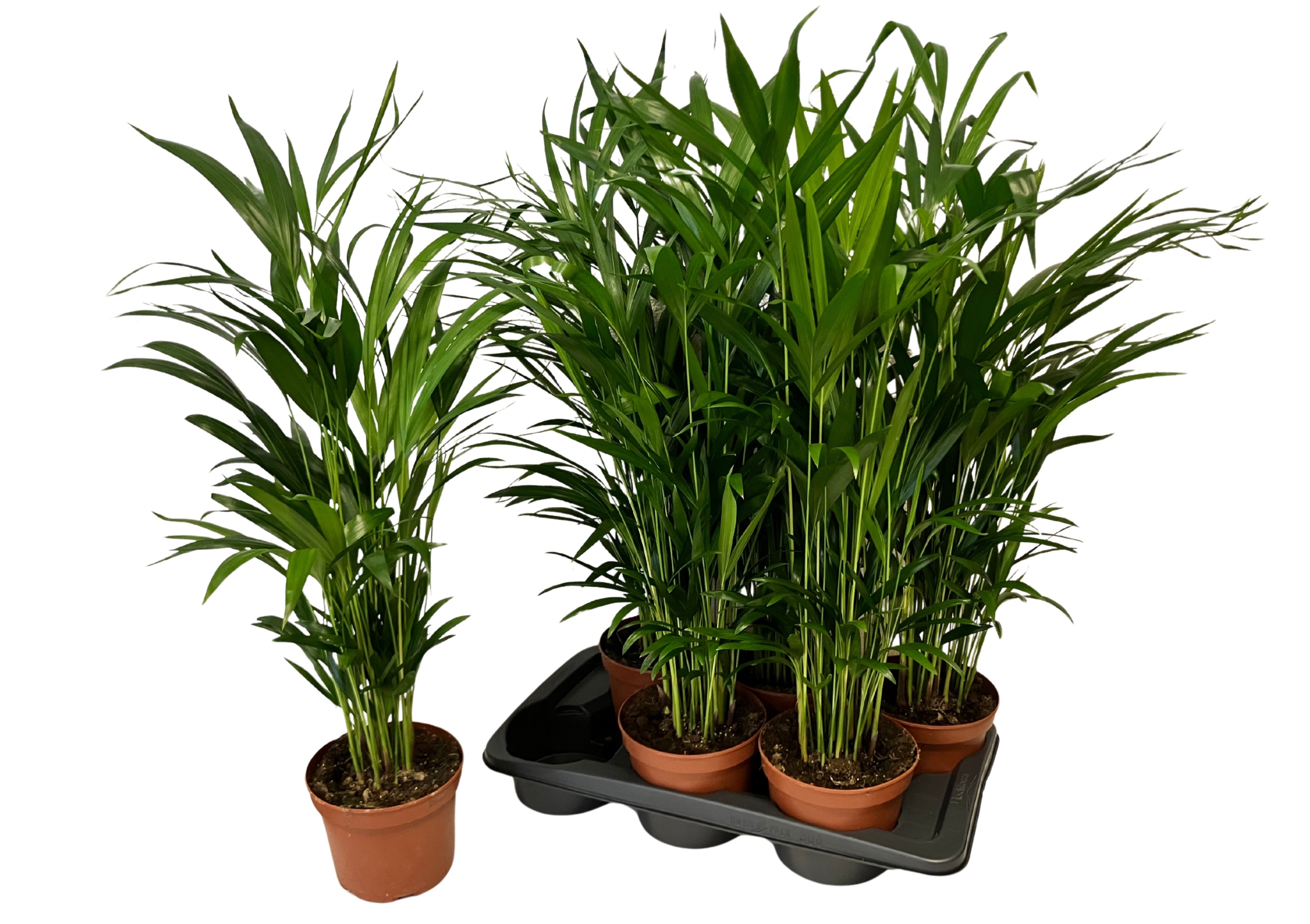Горшечные цветы и растения оптом Dypsis Lutescens от 6шт из Голландии с доставкой по России