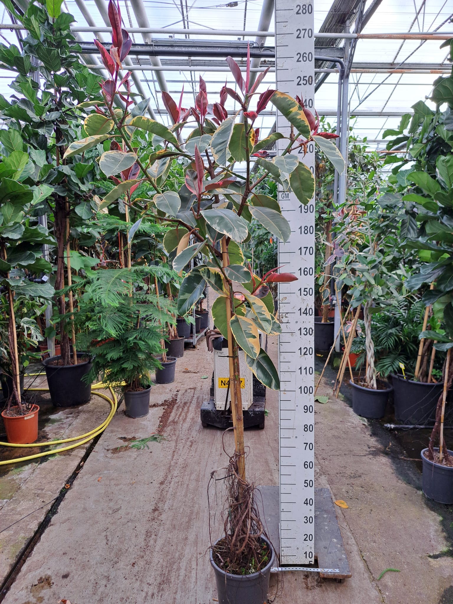 Горшечные цветы и растения оптом Ficus El Belize On Stem от 1шт из Голландии с доставкой по России