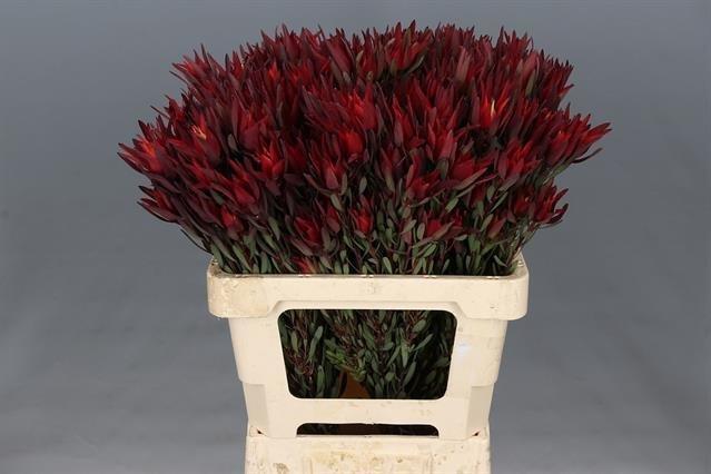 Срезанные цветы оптом Leucadendron salignum blush spray от 50шт из Голландии с доставкой по России