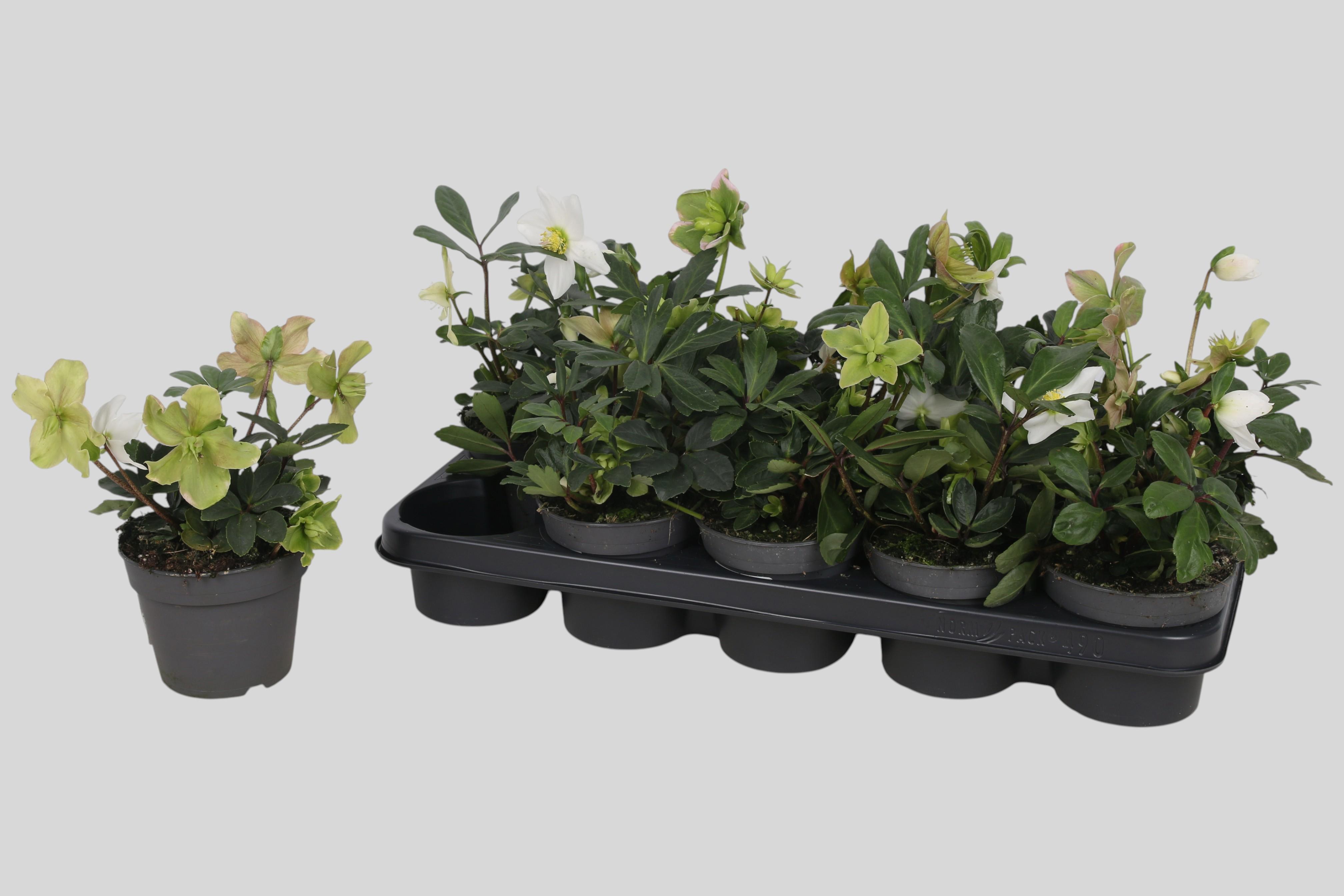 Горшечные цветы и растения оптом Hell Ni Advent Star от 10шт' из Голландии с доставкой по России