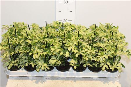 Горшечные цветы и растения оптом Schef Ar Janine от 18шт (для телеги) из Голландии с доставкой по России