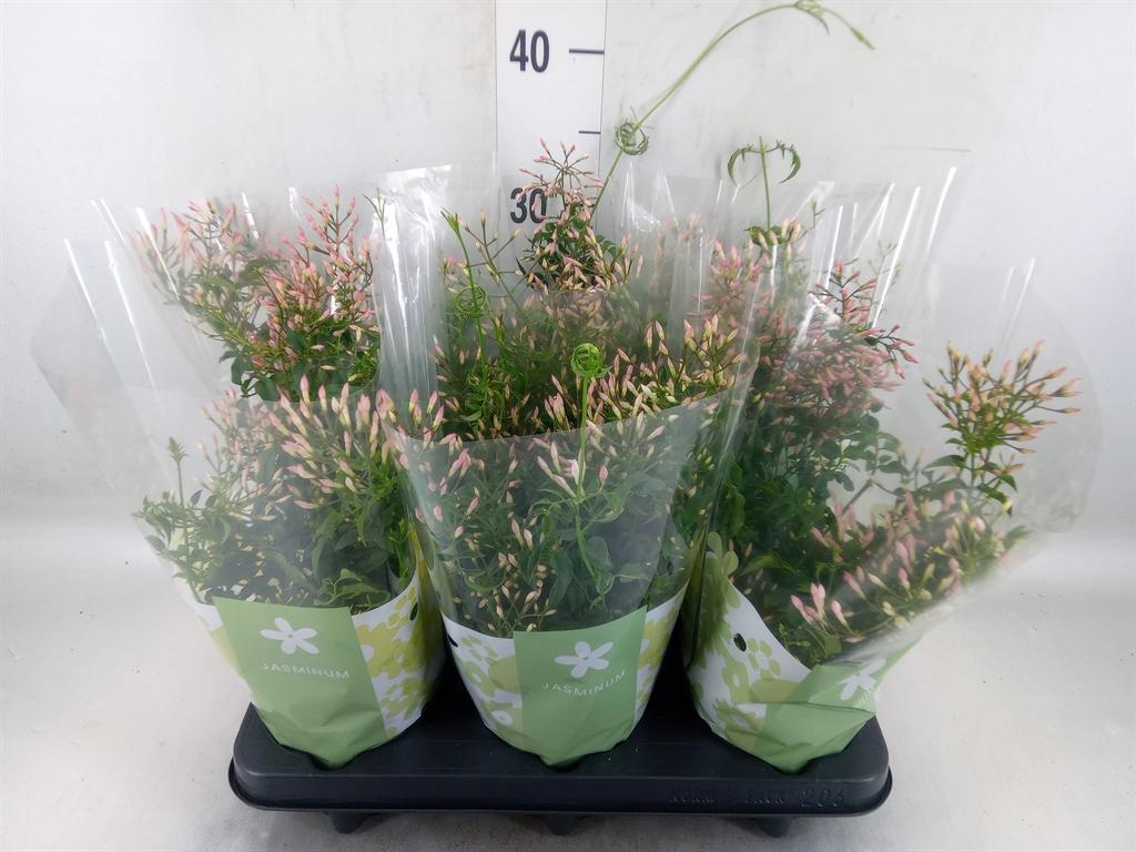 Горшечные цветы и растения оптом Jasminum Polyanthum от 6шт из Голландии с доставкой по России