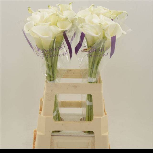 Срезанные цветы оптом Zantedeschia white art от 40шт из Голландии с доставкой по России